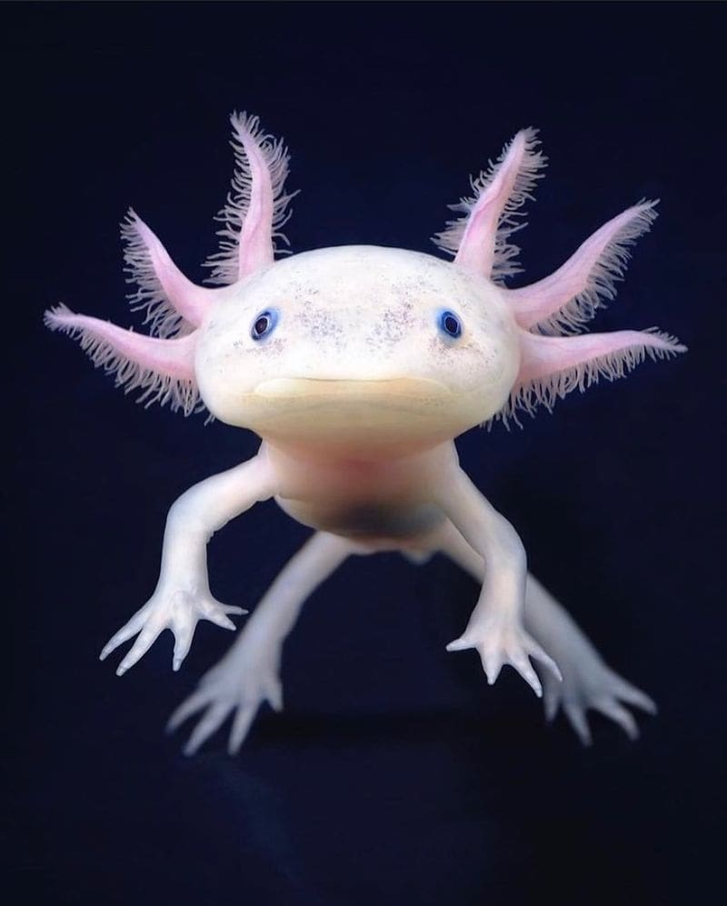 Axolotl's Regeneration