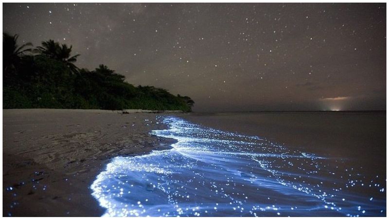 Bioluminescent Beaches