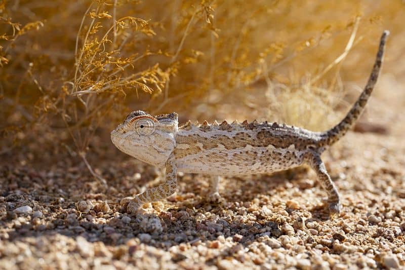 Chameleon's Color Change