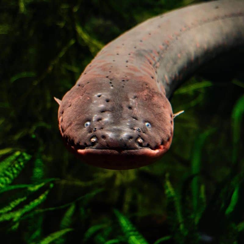 Electric Eel's Shock