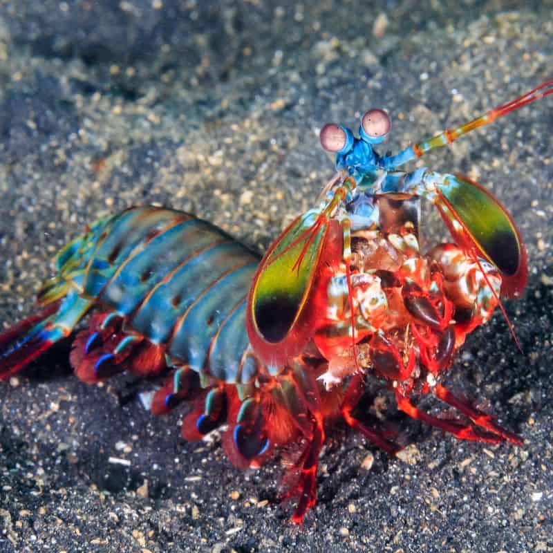 Mantis Shrimp's Punch