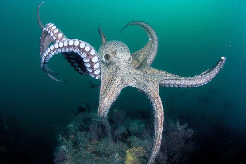 Octopuses Have Three Hearts