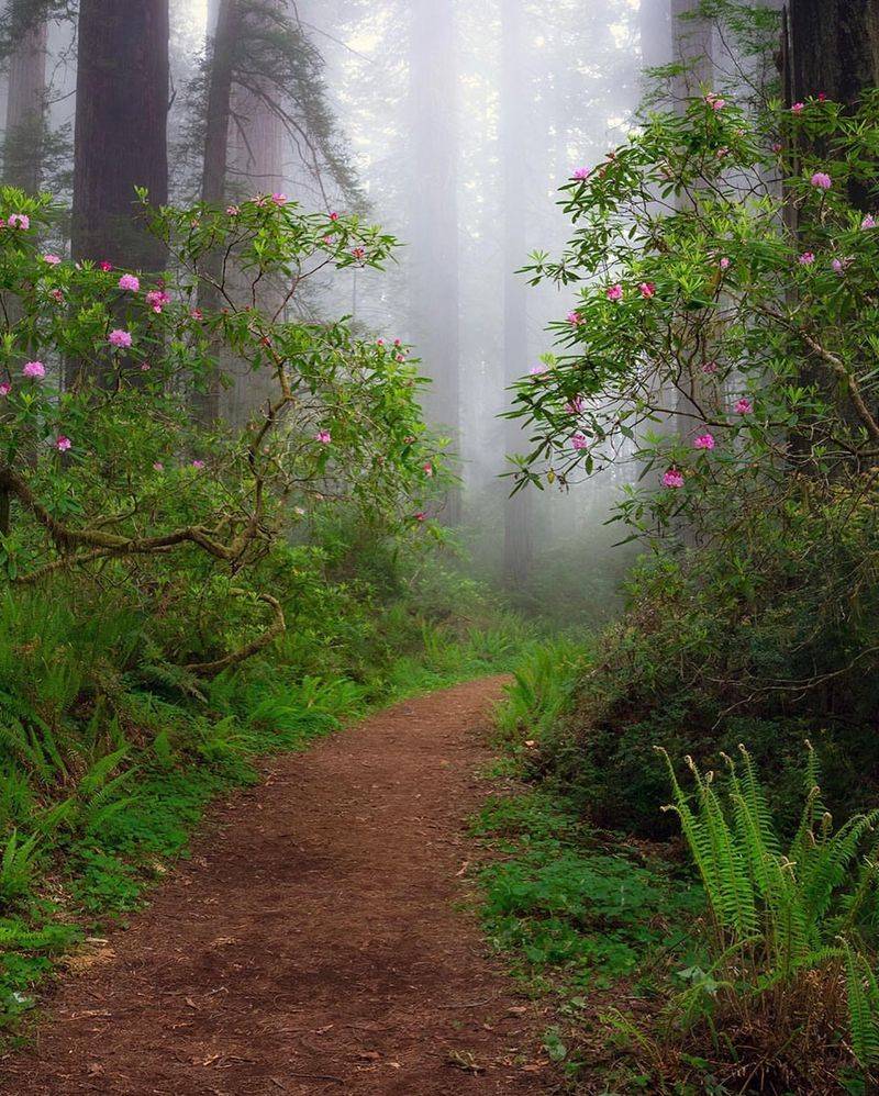 Path 2: The Blooming Forest