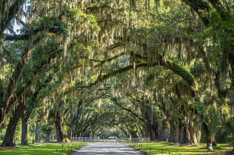 Path 4: The Canopy Road