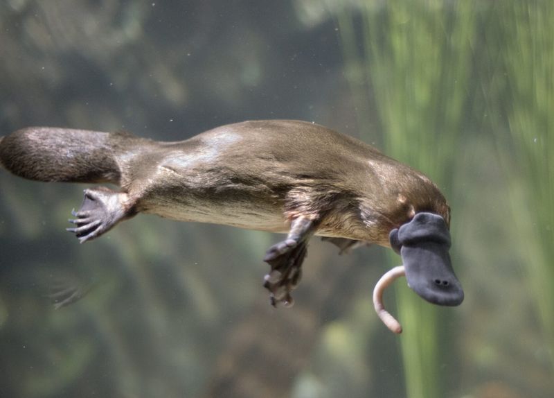 Platypus' Electrolocation