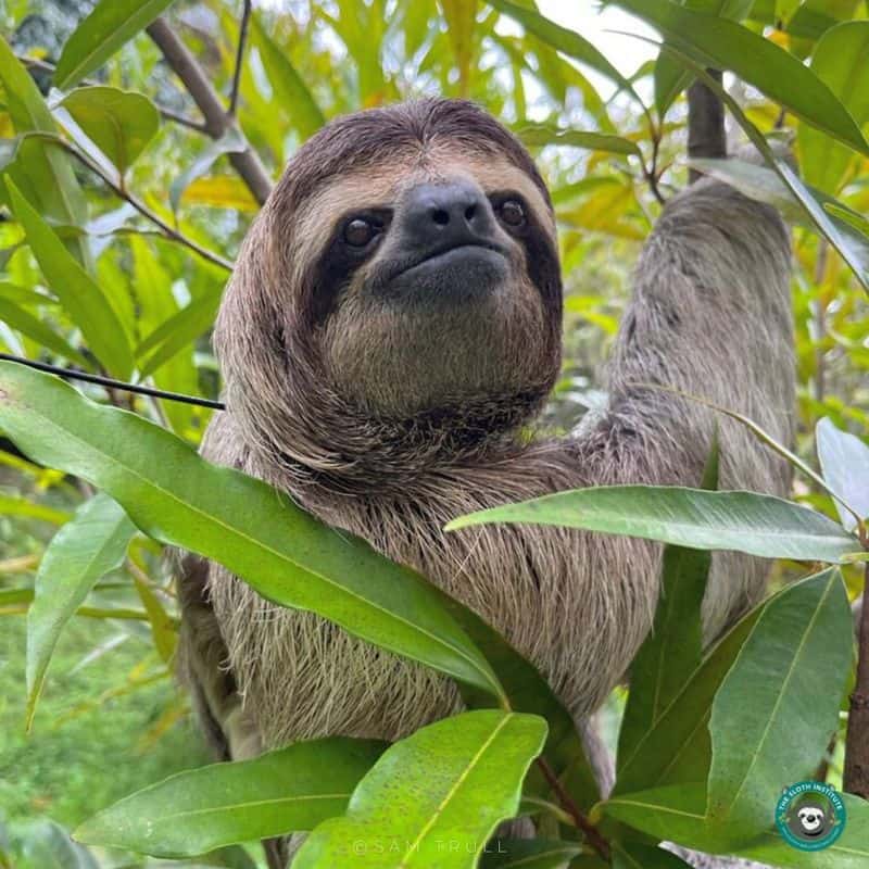 Sloths Can Hold Their Breath Longer Than Dolphins