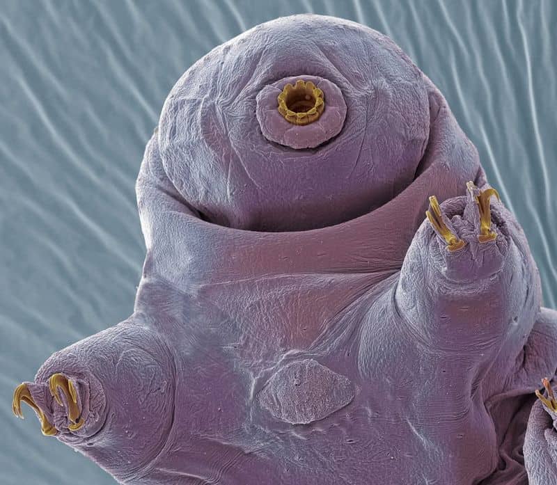 Tardigrade's Indestructibility