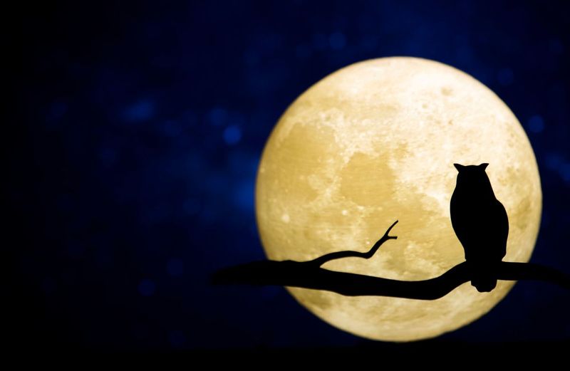 The Moon's Influence on Wildlife