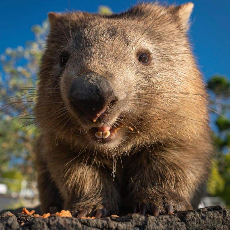 Wombat Poop is Cube-Shaped