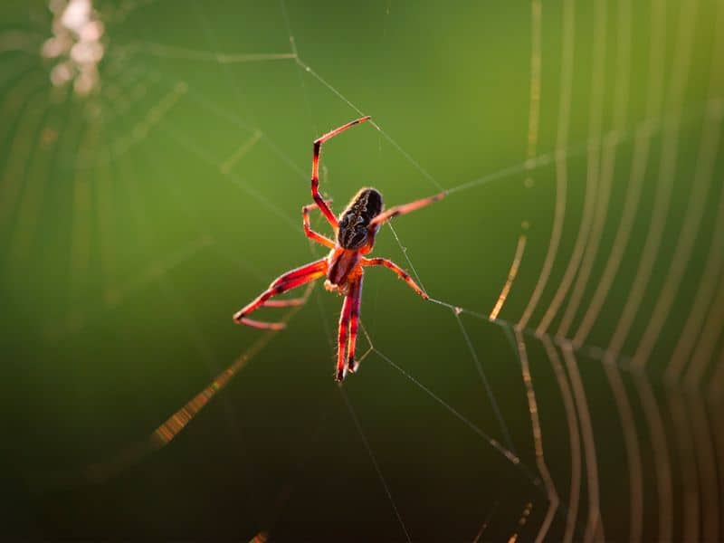 Chemical Communication through Webs