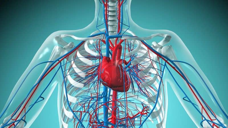 Heart's Electrical System