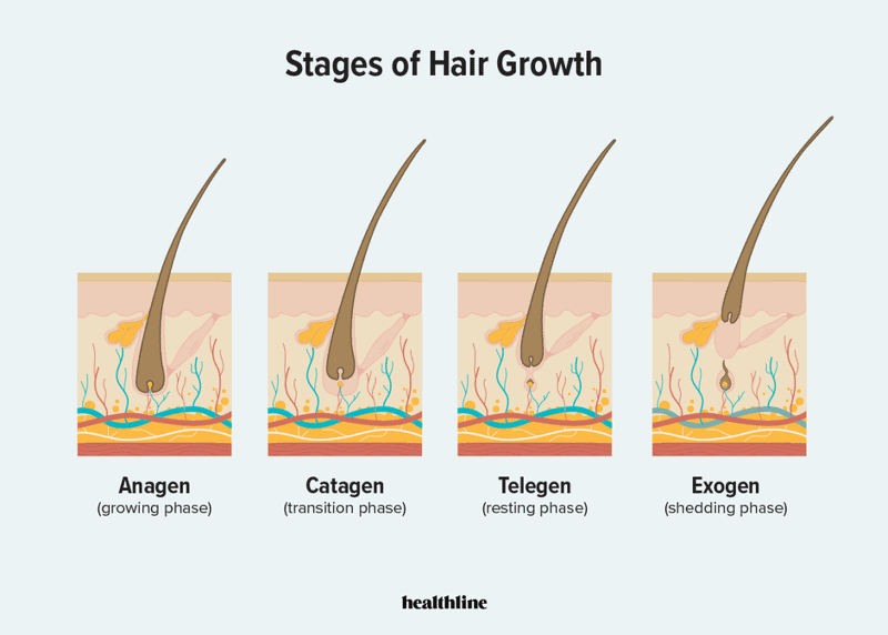 Human Hair Growth