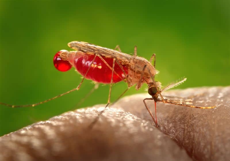 Malaria