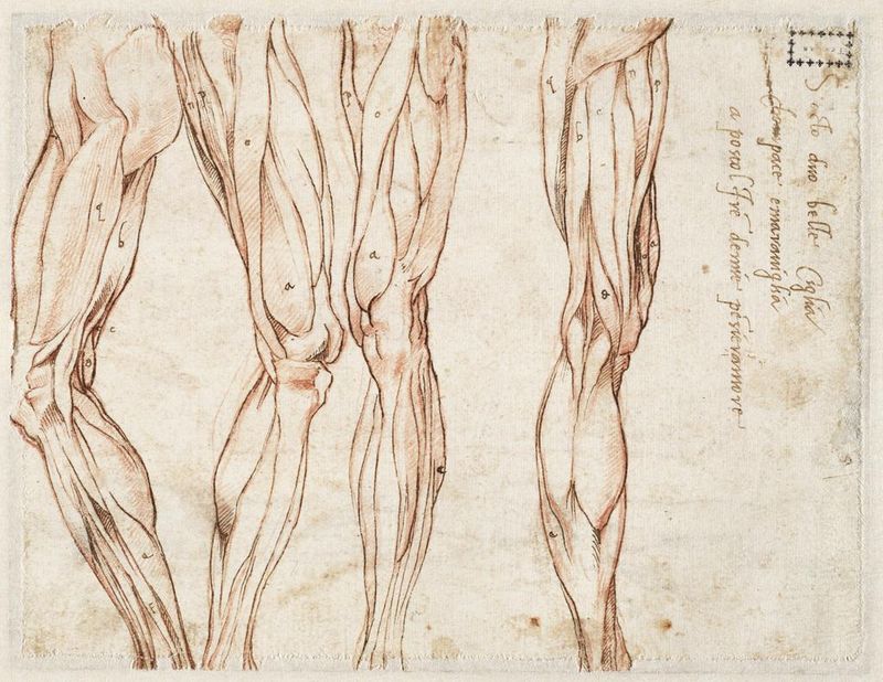 Michelangelo's Influence on Anatomy