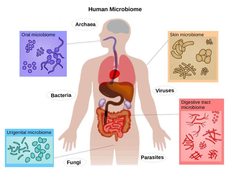 Microbiome Diversity