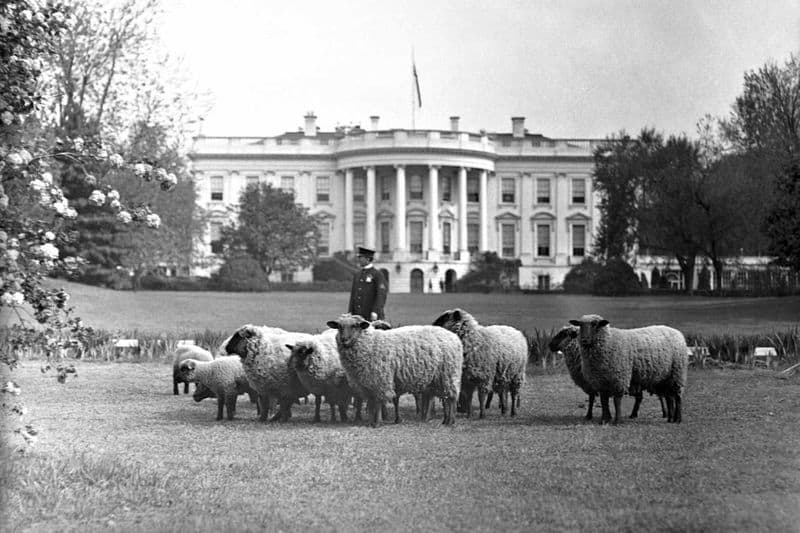 President Wilson’s Sheep Graze on White House Lawn