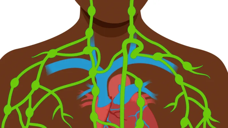 The Lymphatic System