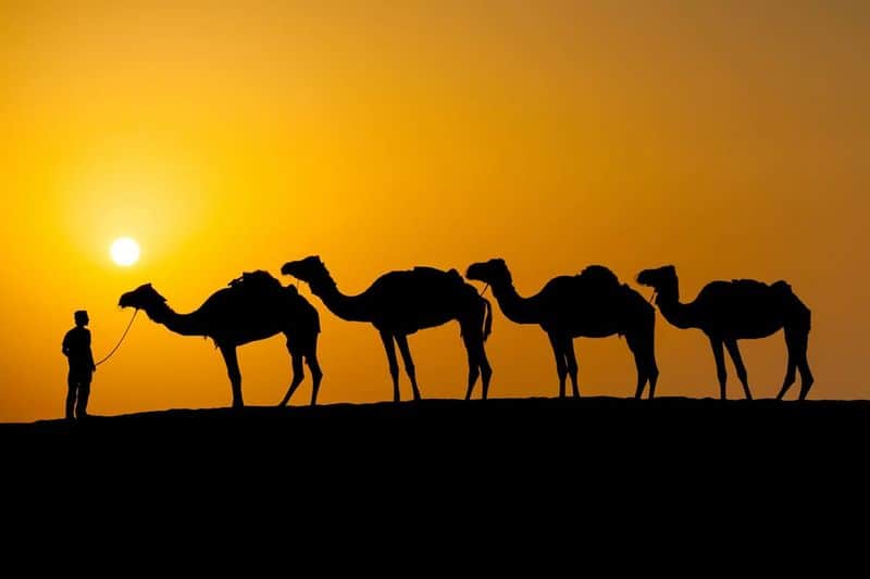 The Role of Camels