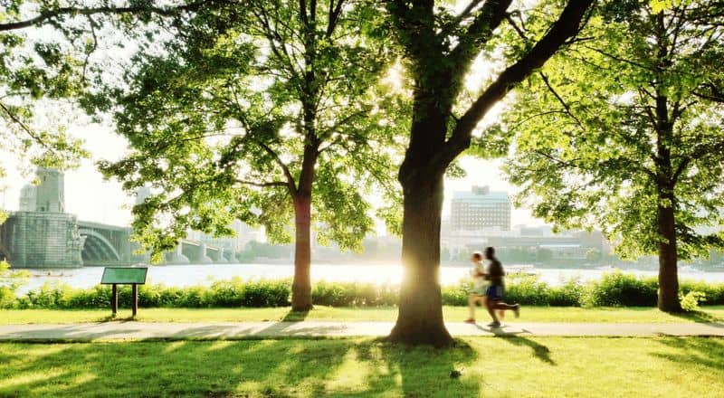 Trees Can Save Lives