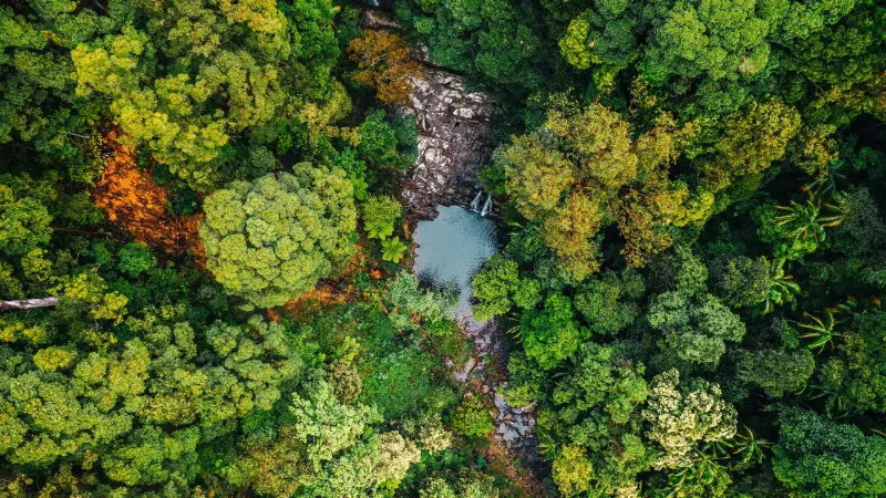 Trees and Biodiversity