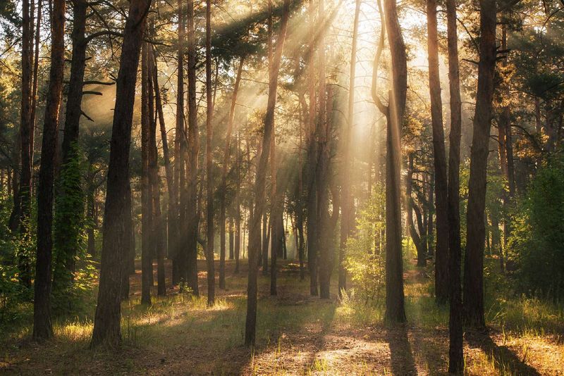 Trees and Carbon Storage