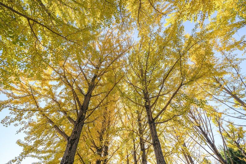 Trees and Medicine