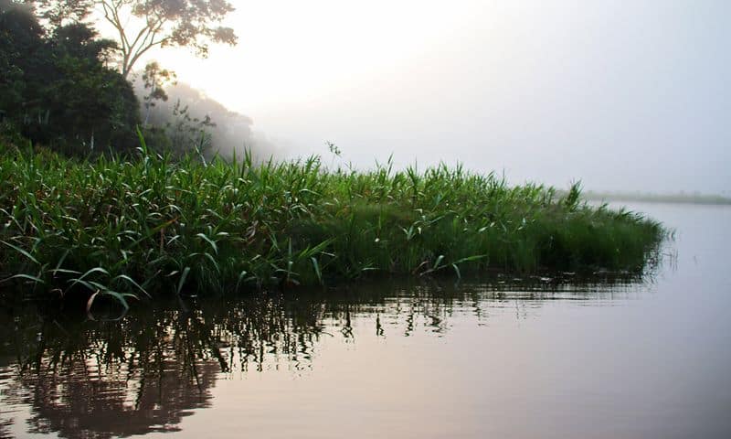 Trees and Water Regulation