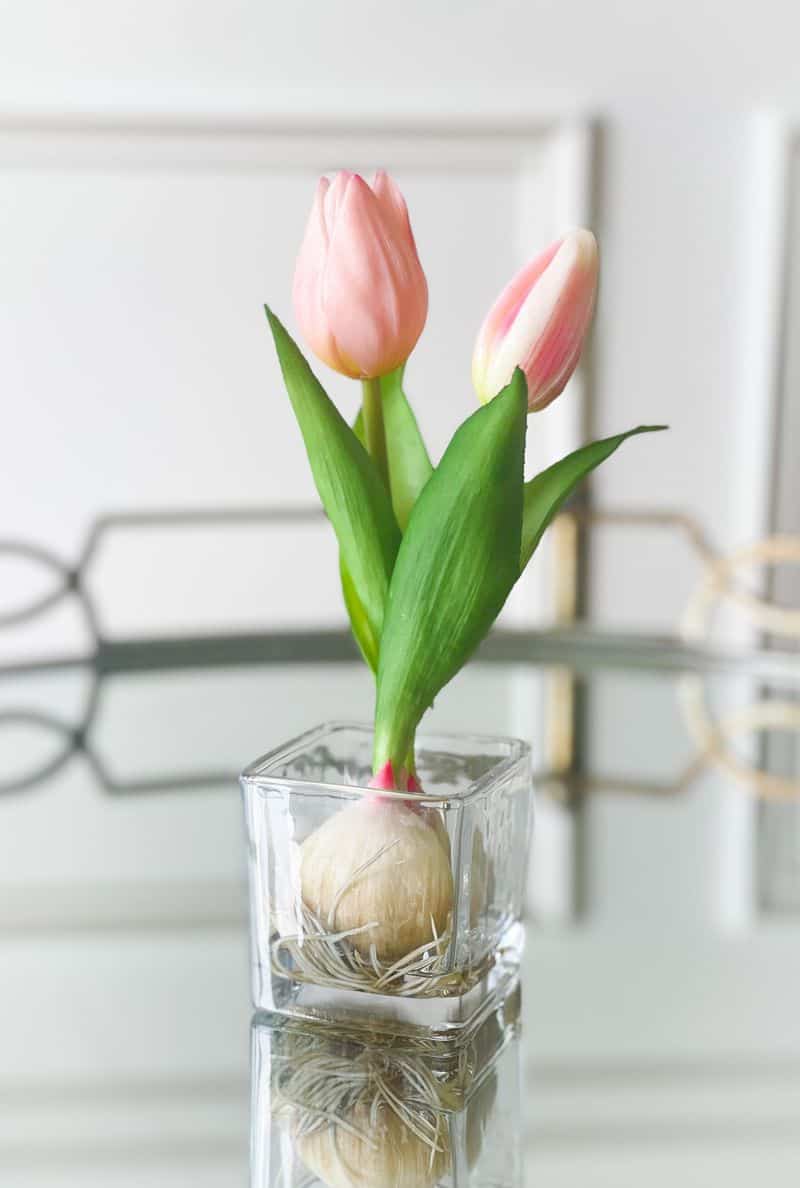 Tulip Bulbs